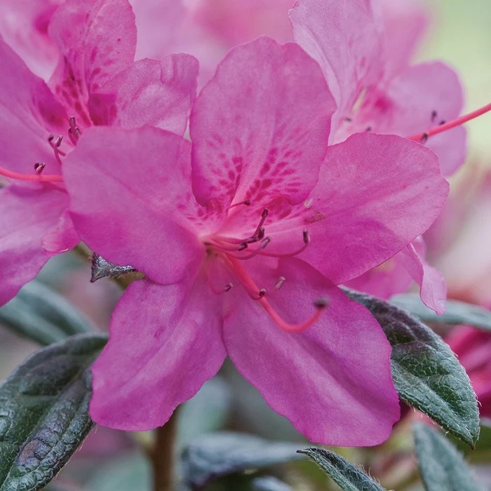 3g Encore Autumn Amethyst Azalea