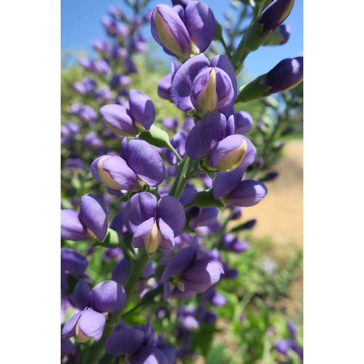 2g  Baptisia 'Blueberry Sundae'