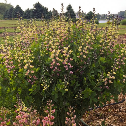 2g  Baptisia 'Pink Lemonade'