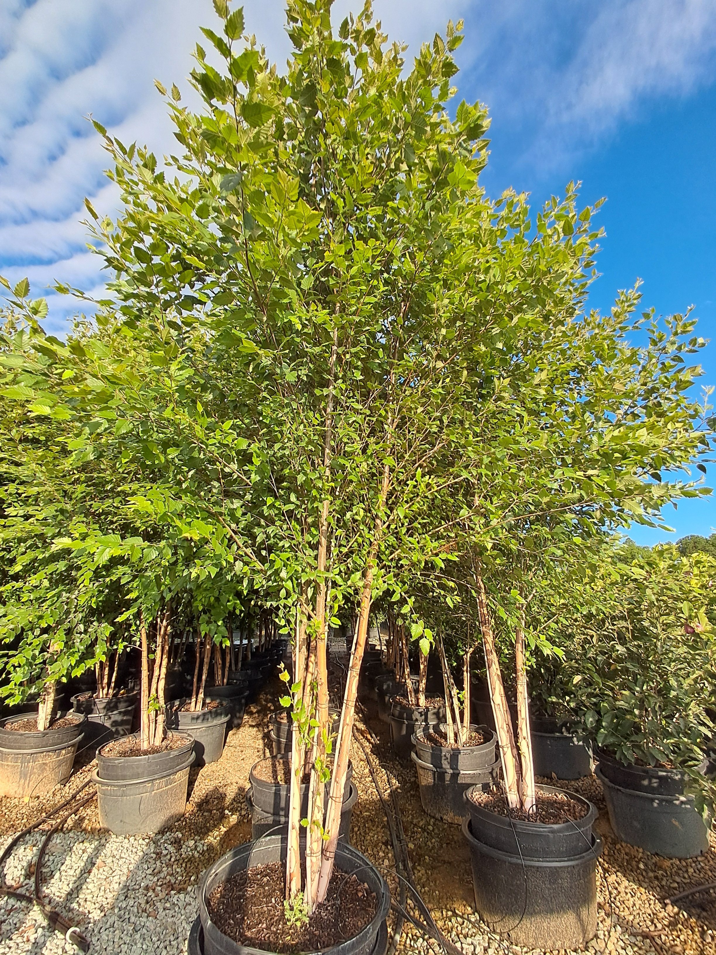 25g Dura-Heat® River Birch