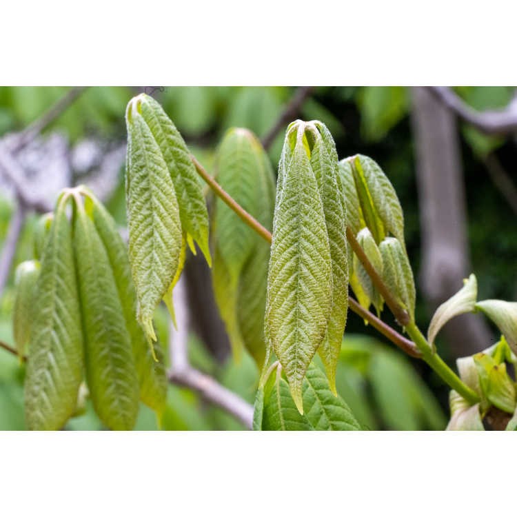 15g Bottlebrush Buckeye