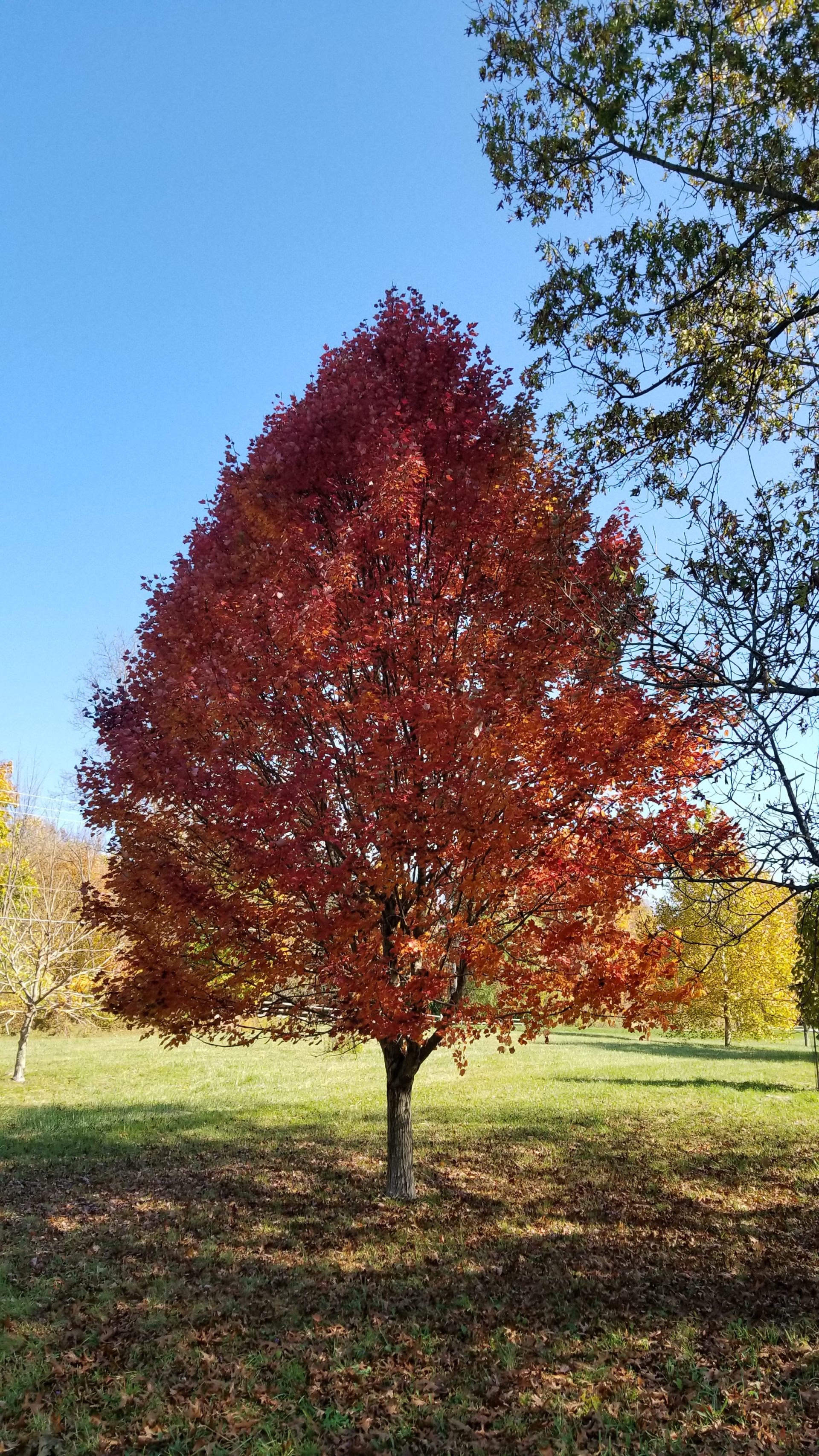 25g Brandywine Red Maple