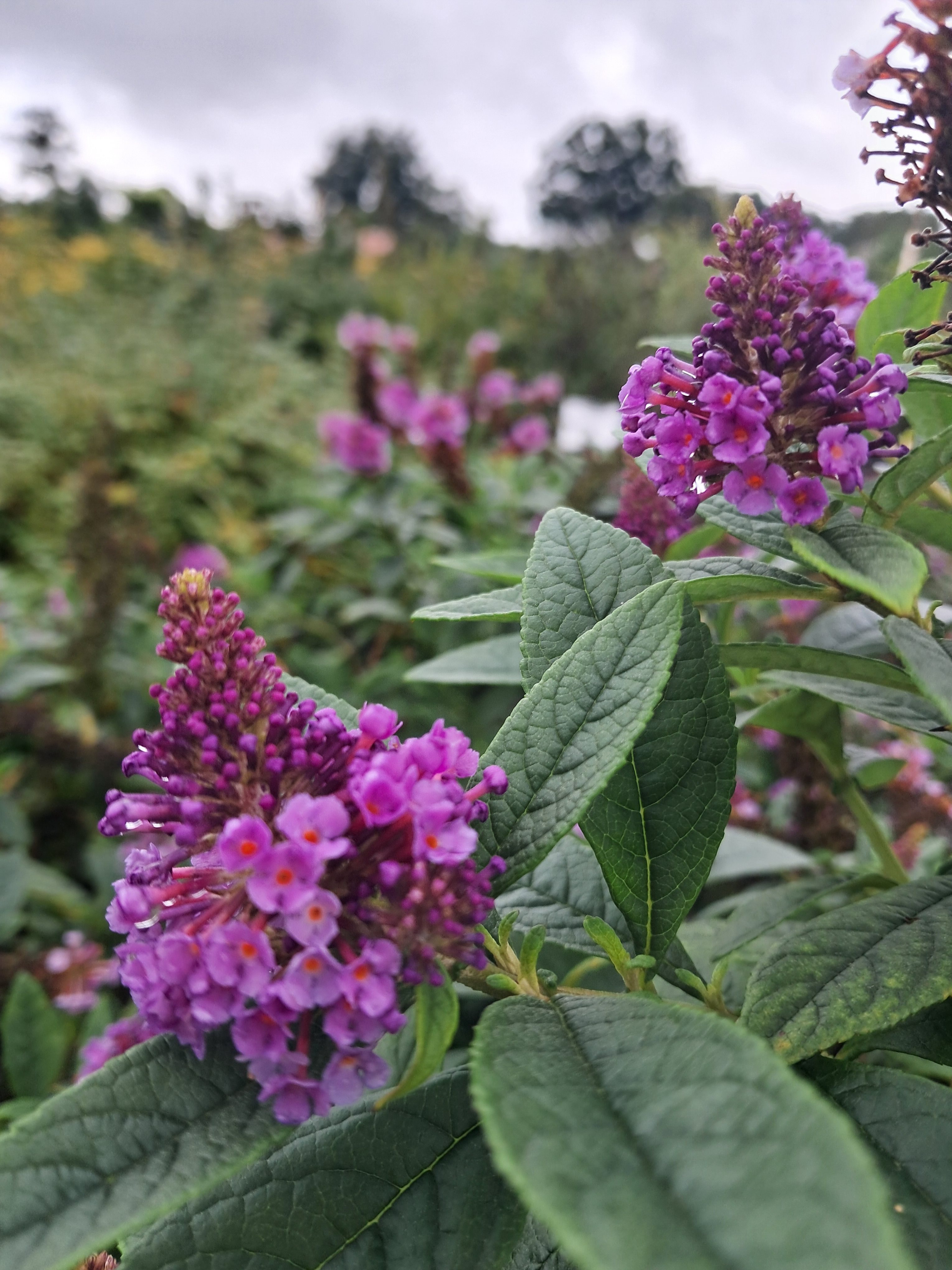 3g Dapper® Lavender Butterfly Bush
