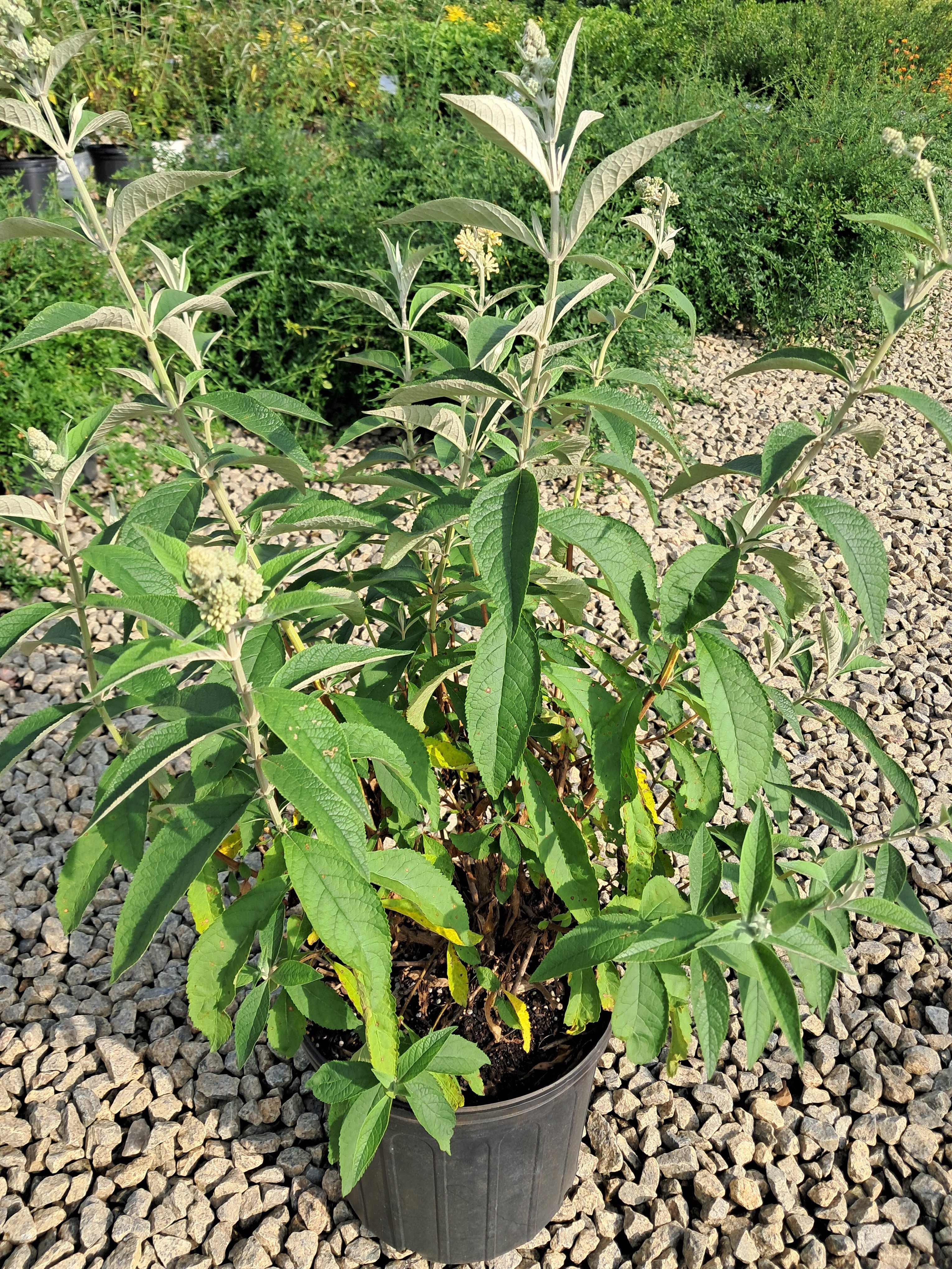 3g Honeycomb Butterfly Bush