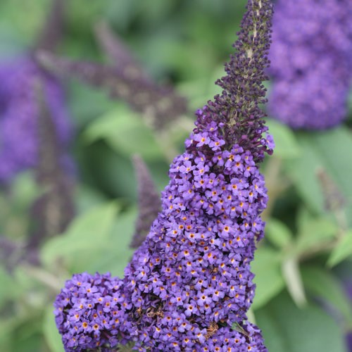 3g Pugster Blue® Butterfly Bush