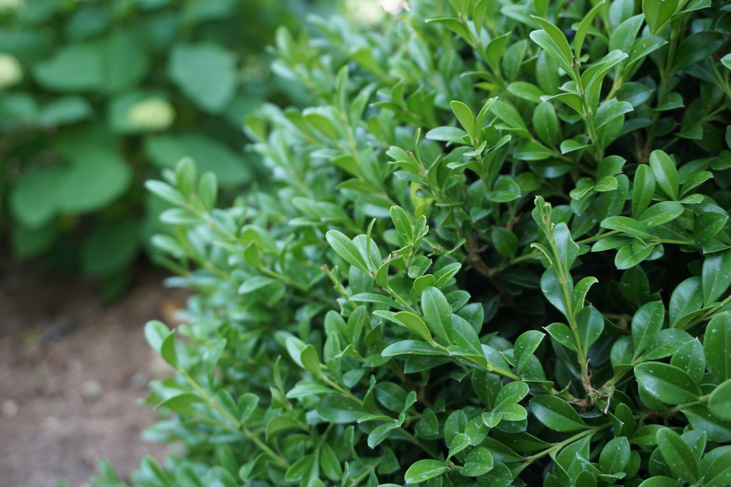 7g NewGen Independence® Littleleaf Boxwood