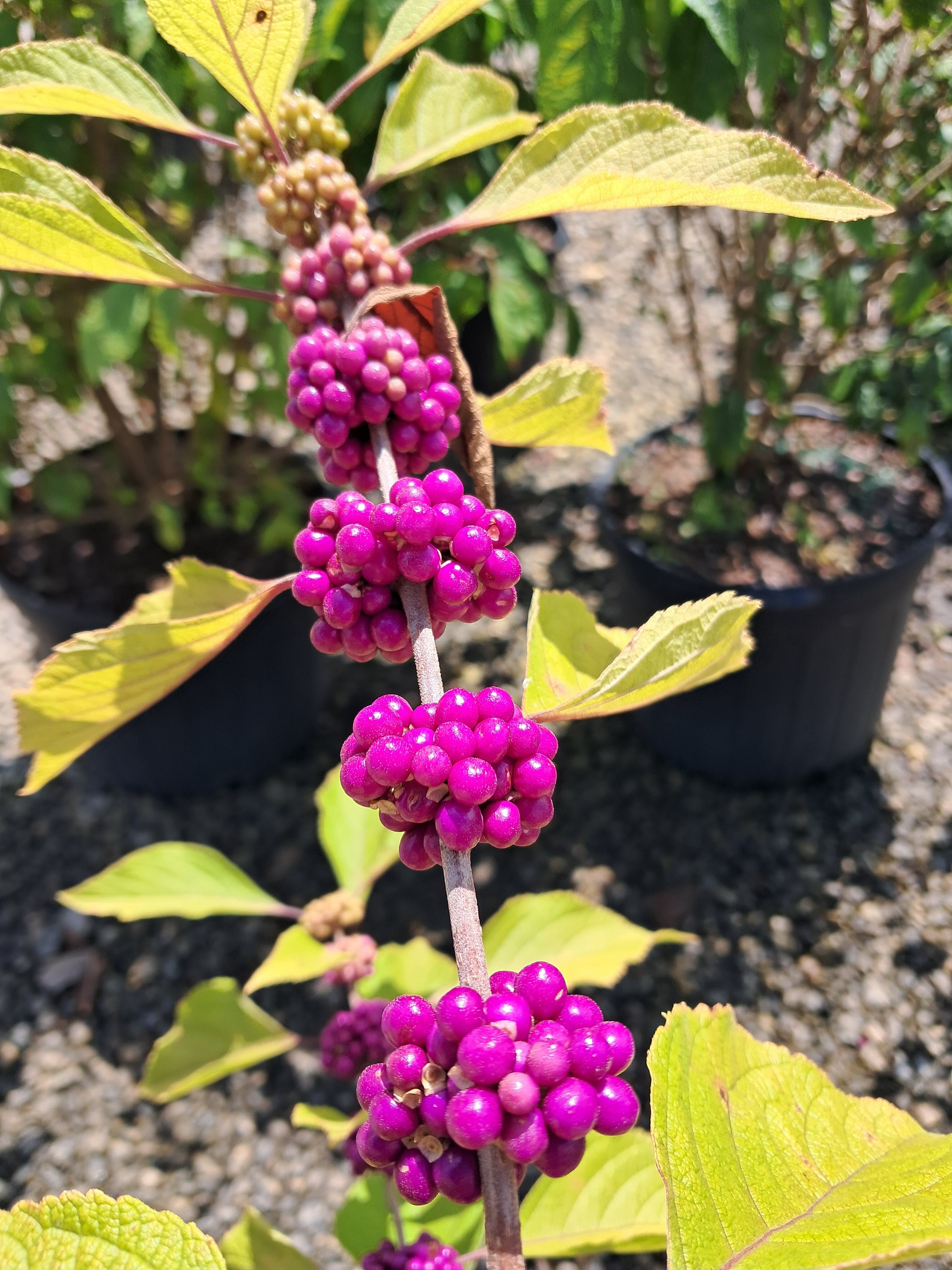 7g American Beautyberry