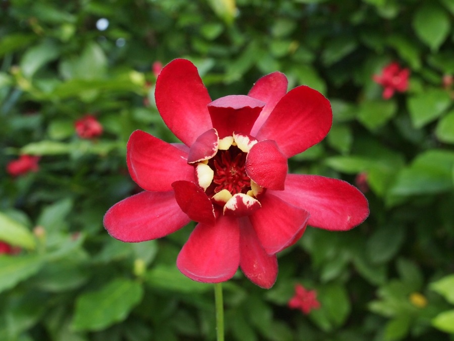 15g Sweetshrub (Carolina Allspice)