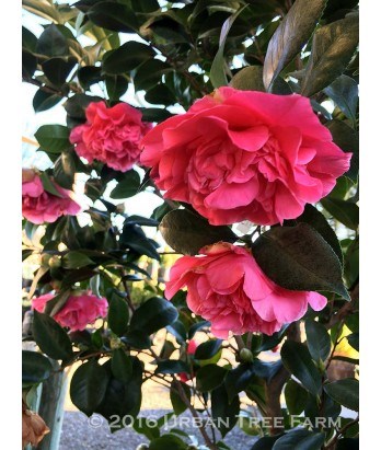 7g Spellbound Spring Blooming Camellia