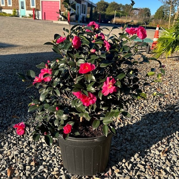 7g Kanjiro Fall Blooming Camellia