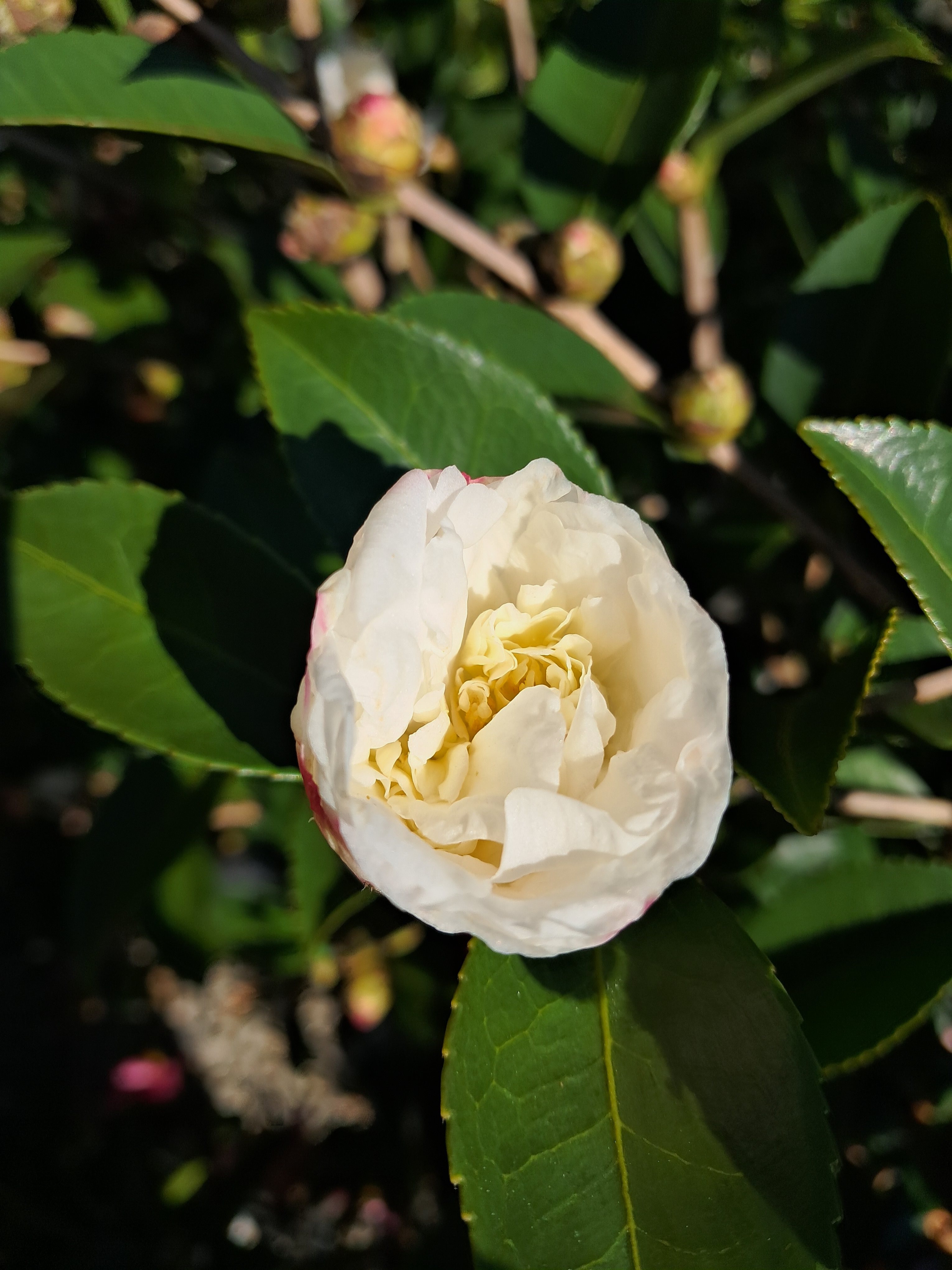 15g Winter's Snowman AND Winter's Star Fall Blooming Camellia