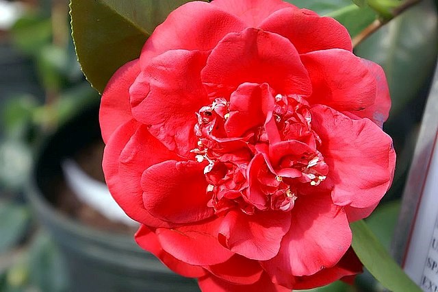 7g April Tryst Winter Hardy Camellia