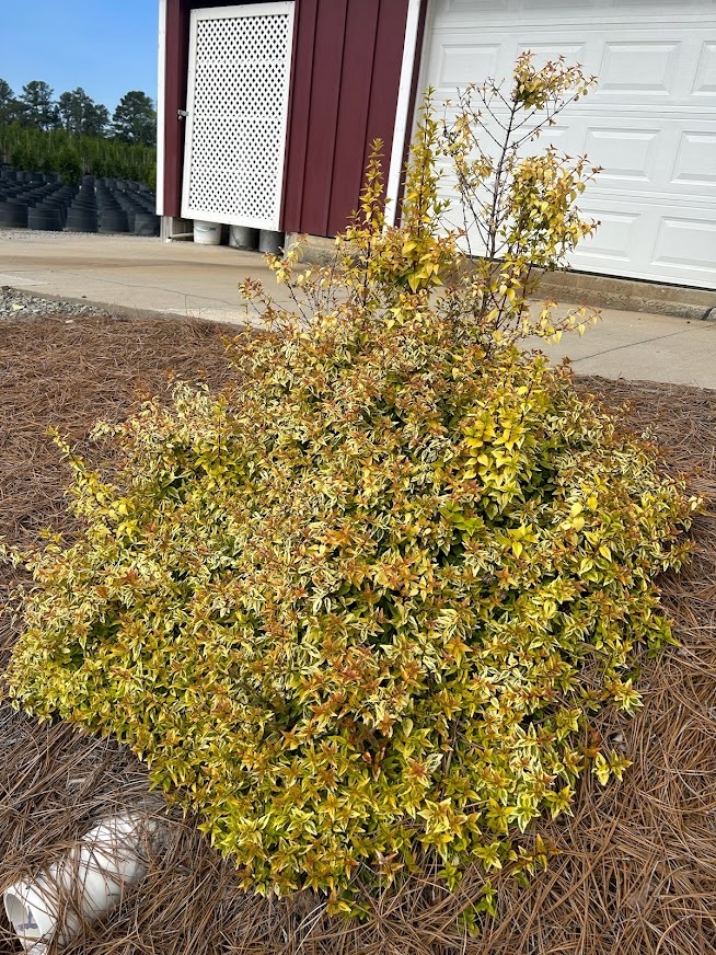 3g Carolina Sunset Abelia