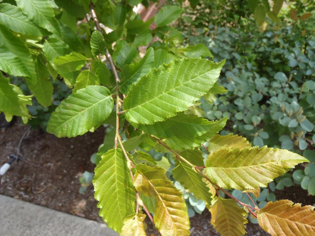 25g American Hornbeam