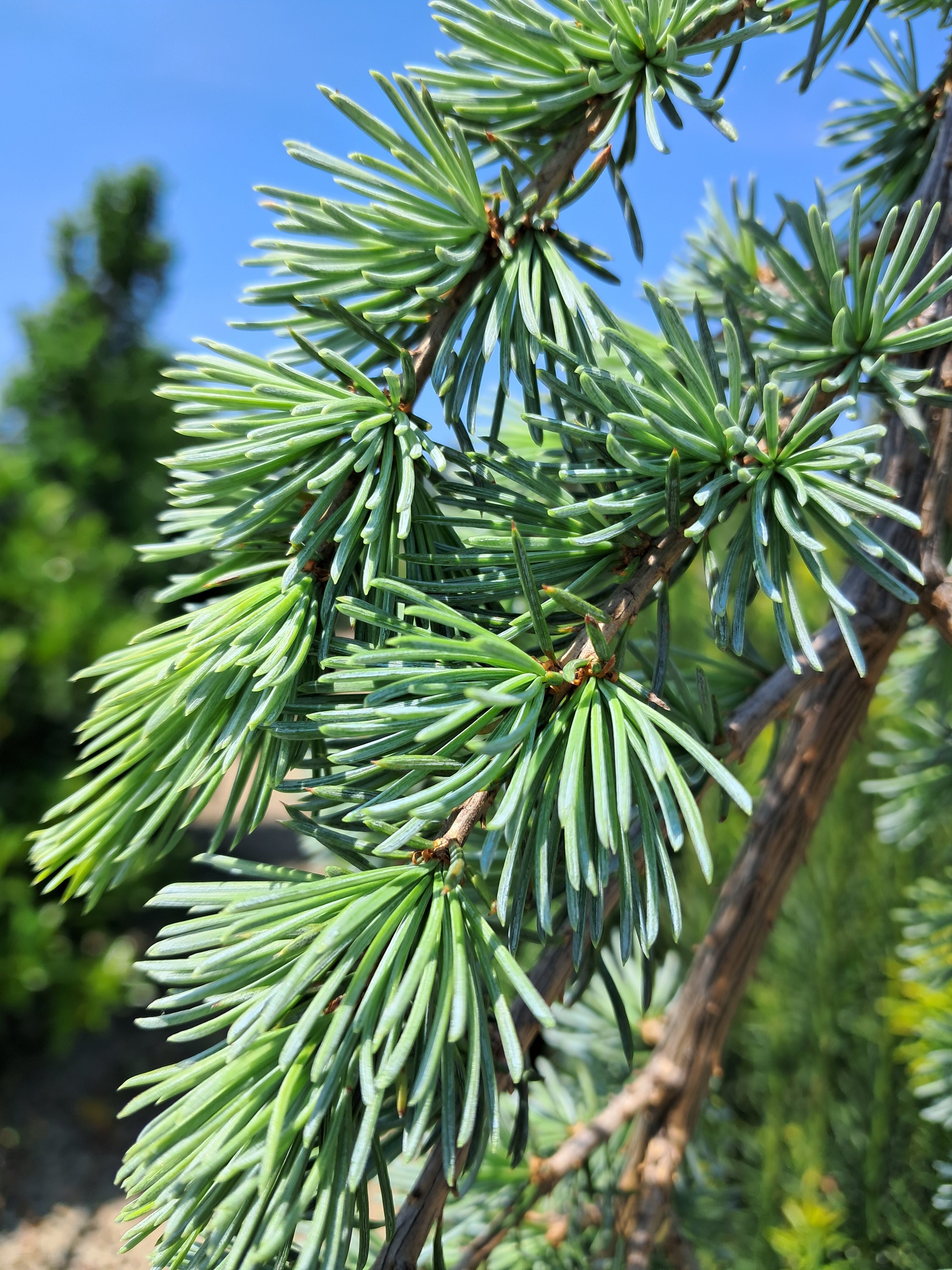 15g Weeping Blue Atlas Cedar
