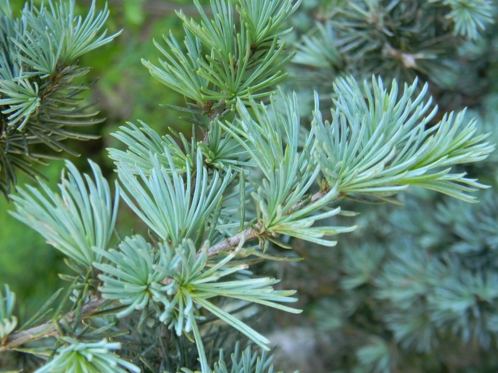 15g Weeping Blue Atlas Cedar