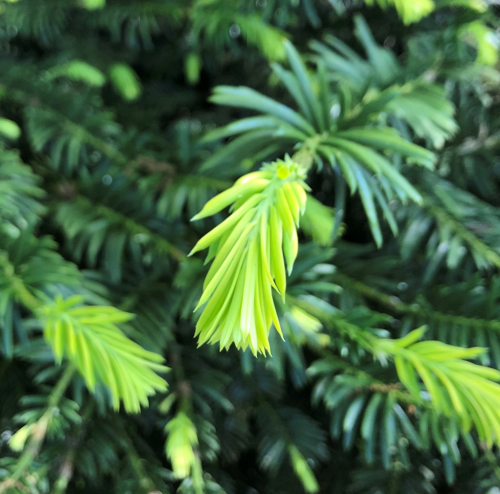 15g Upright Japanese Plum Yew