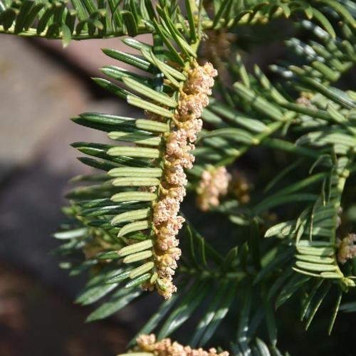 5g Duke Gardens Japanese Plum Yew