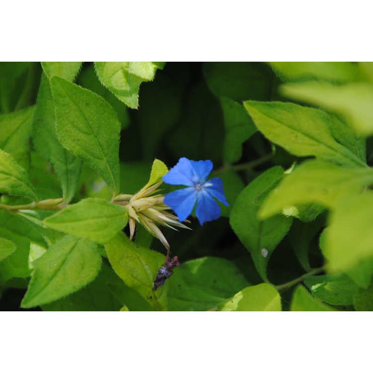 1g Plumbago