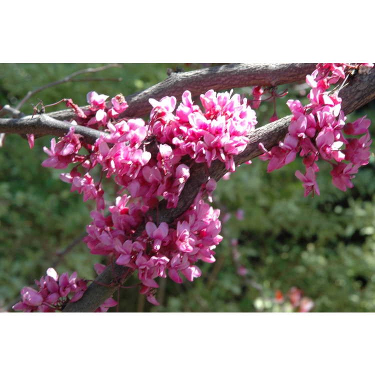 15g Forest Pansy Redbud