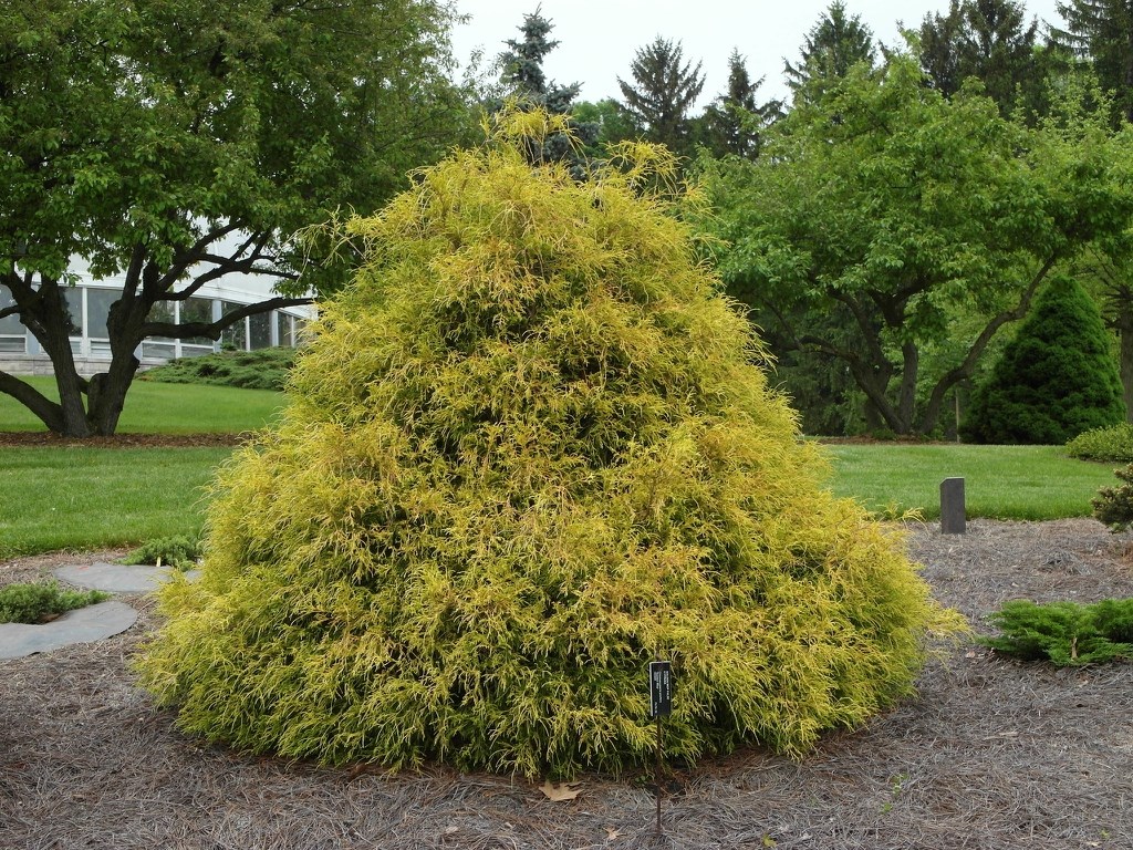 3g King's Gold Threadleaf Falsecypress