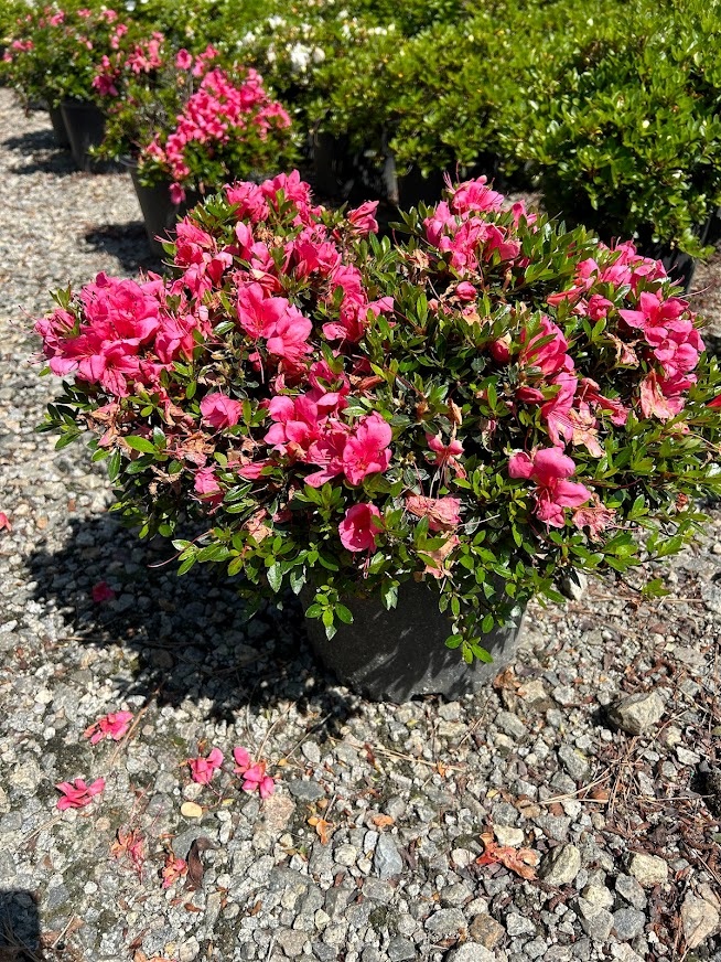 3g Chinzan Azalea