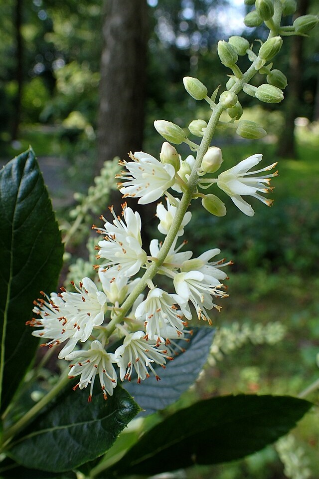 3g Hummingbird Clethra