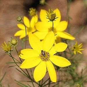 2g 'Zagreb' Coreopsis PP 27138