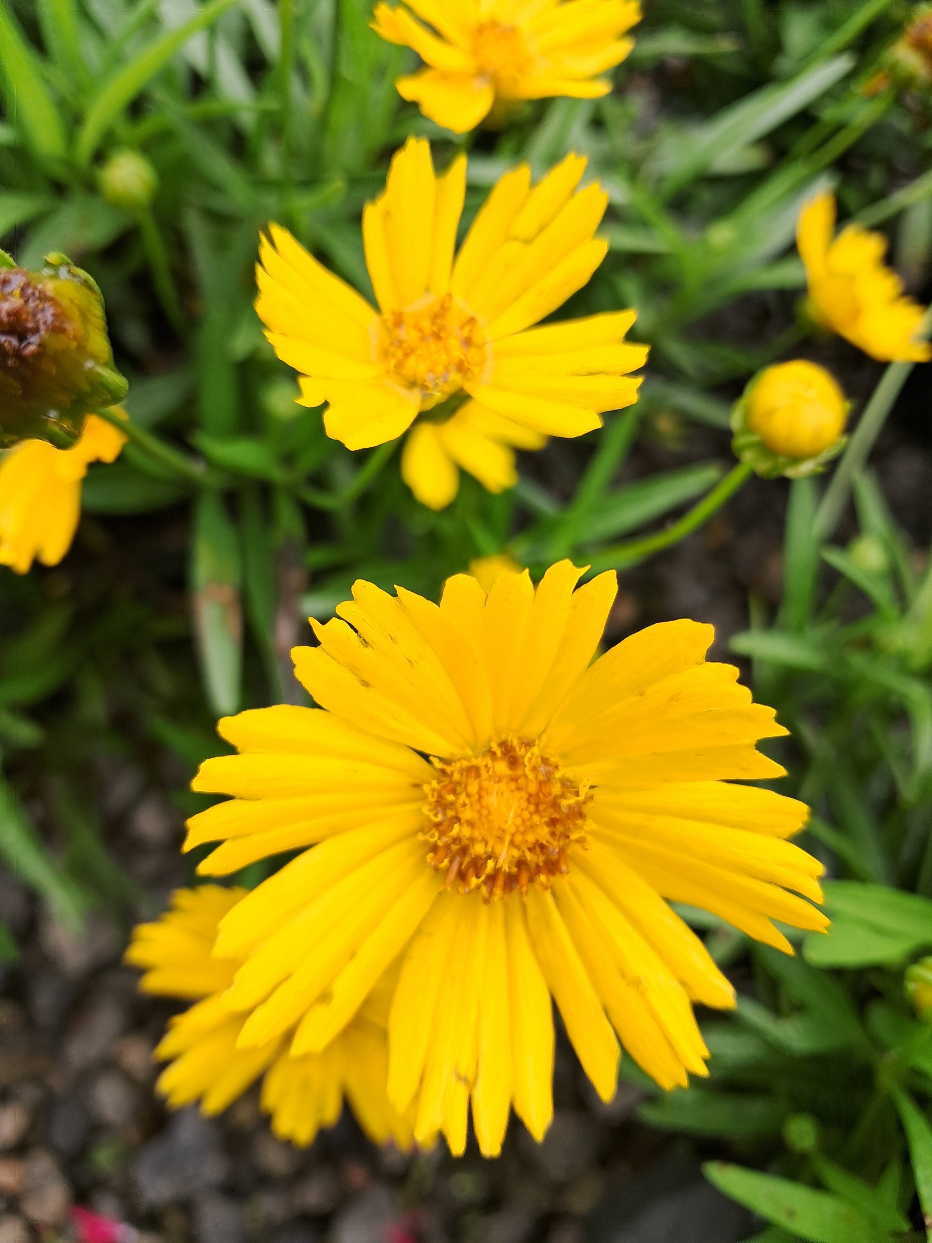 2g Uptick™ Gold Coreopsis