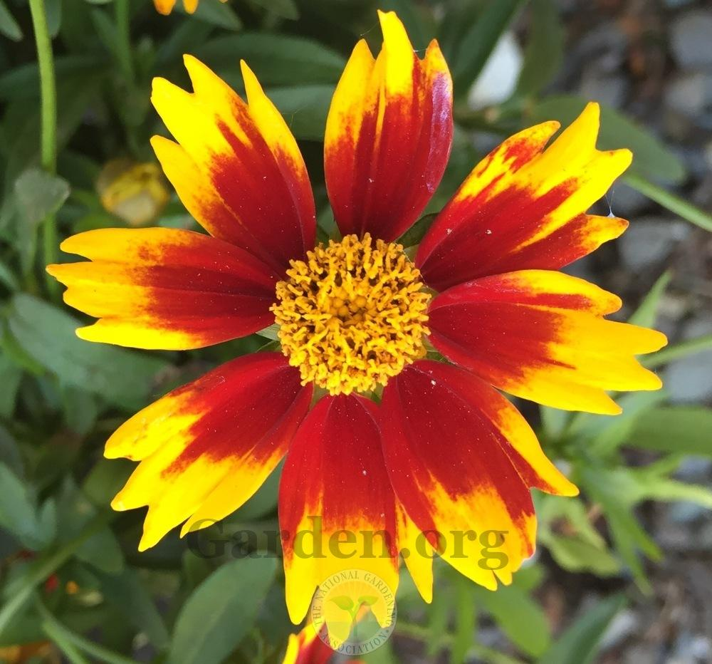 1g L'il Bang™ 'Daybreak' Coreopsis PP 27138