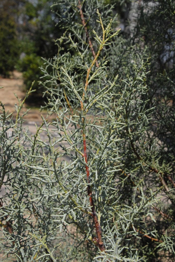 15g Blue Ice Cypress