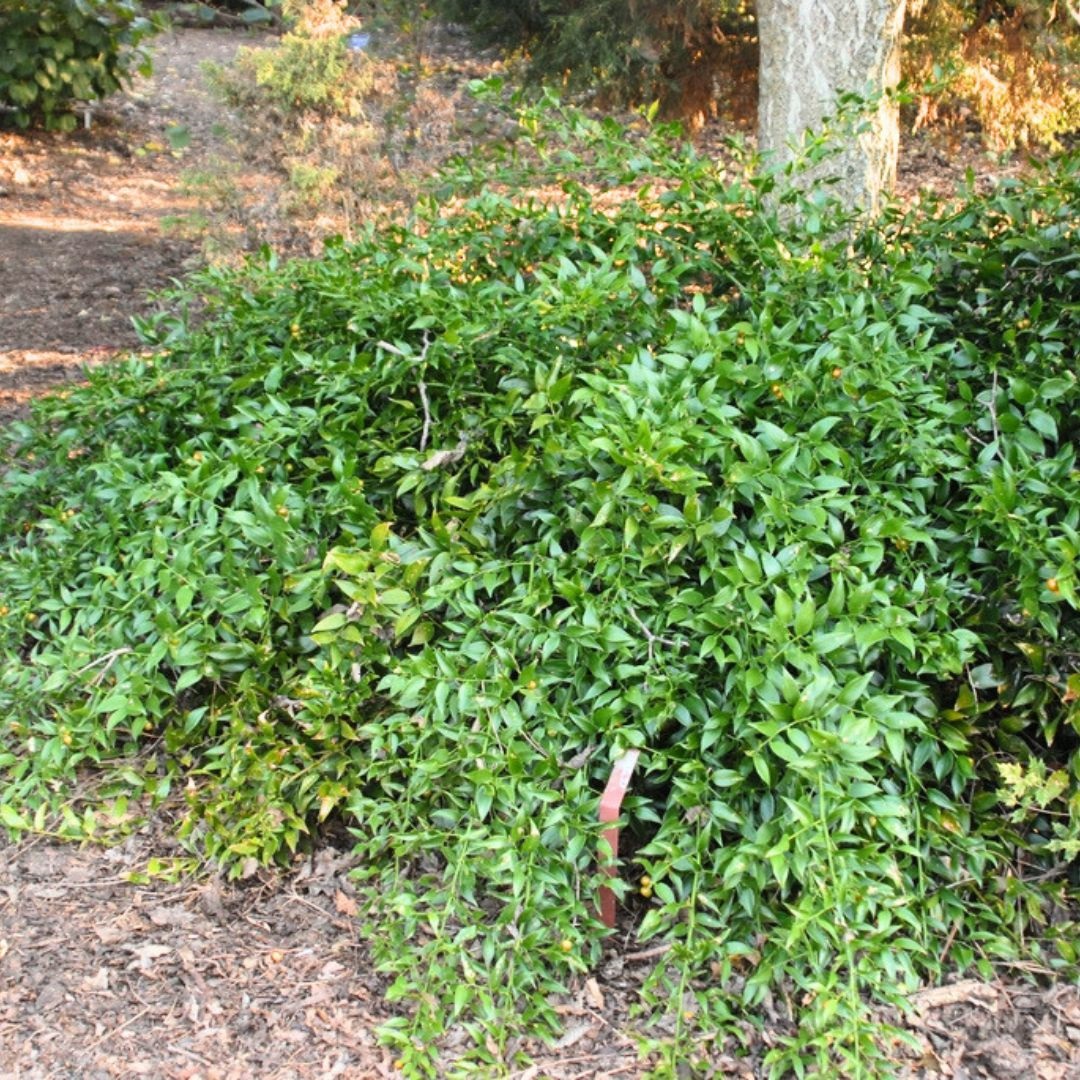 3g Poet's Laurel