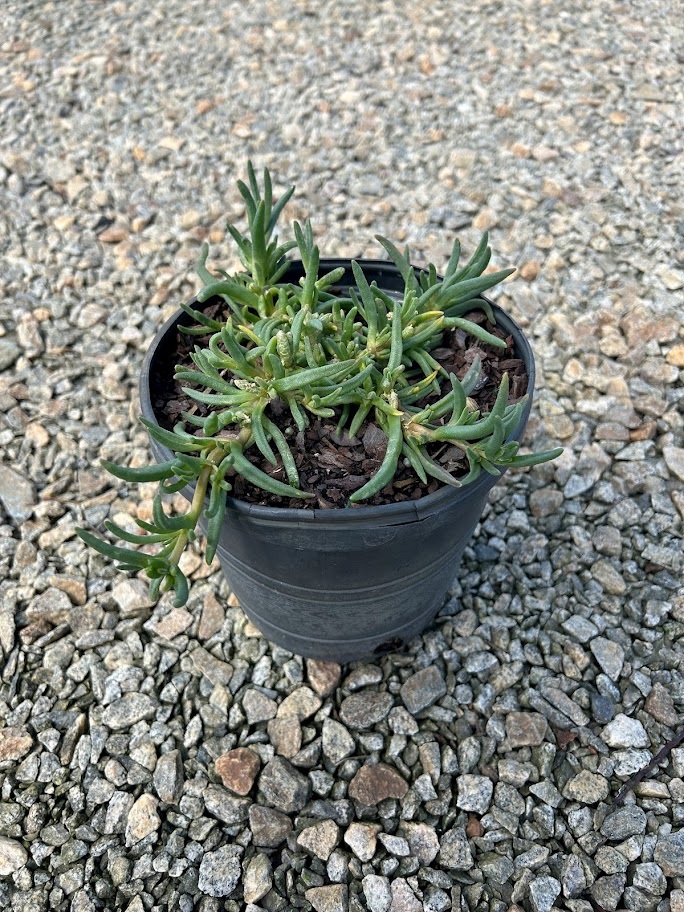 2g Ice Plant