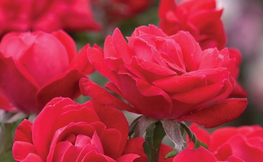 3g Double Red Knock Out® Rose