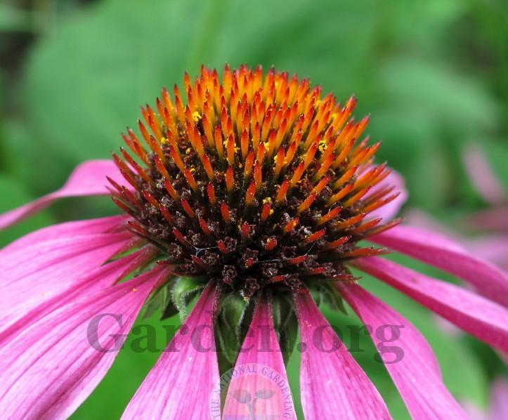 1g Magnus Coneflower