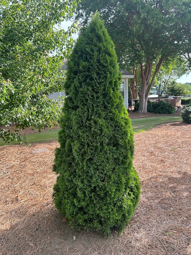 15g Emerald Arborvitae