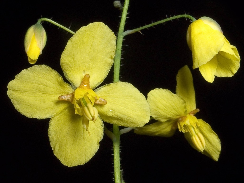 1qt. Epimedium Frohnleiten
