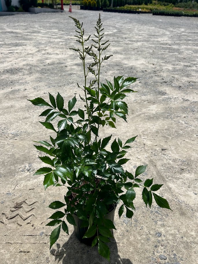 1g Europa Astilbe