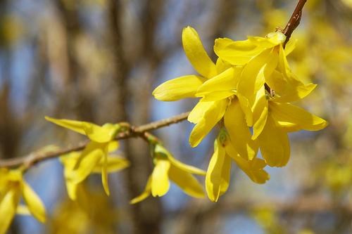 3g Lynwood Gold Border Forsythia