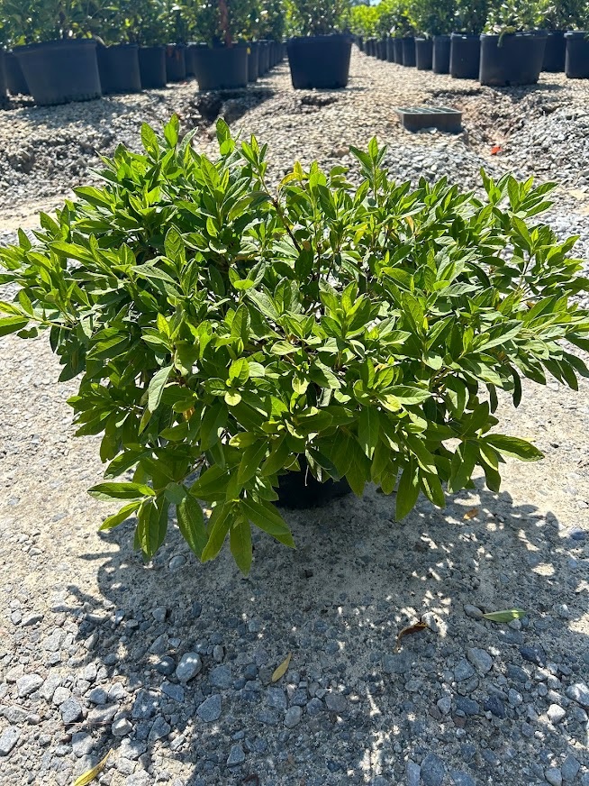 3g G.G. Gerbing Azalea