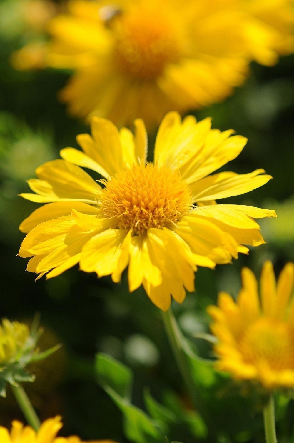 Gaillardia Mesa Yellow