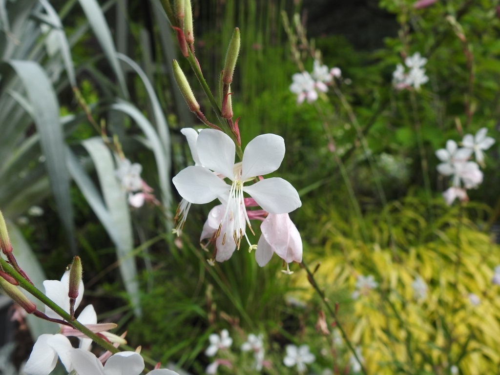 Whirling Butterflies Gaura 