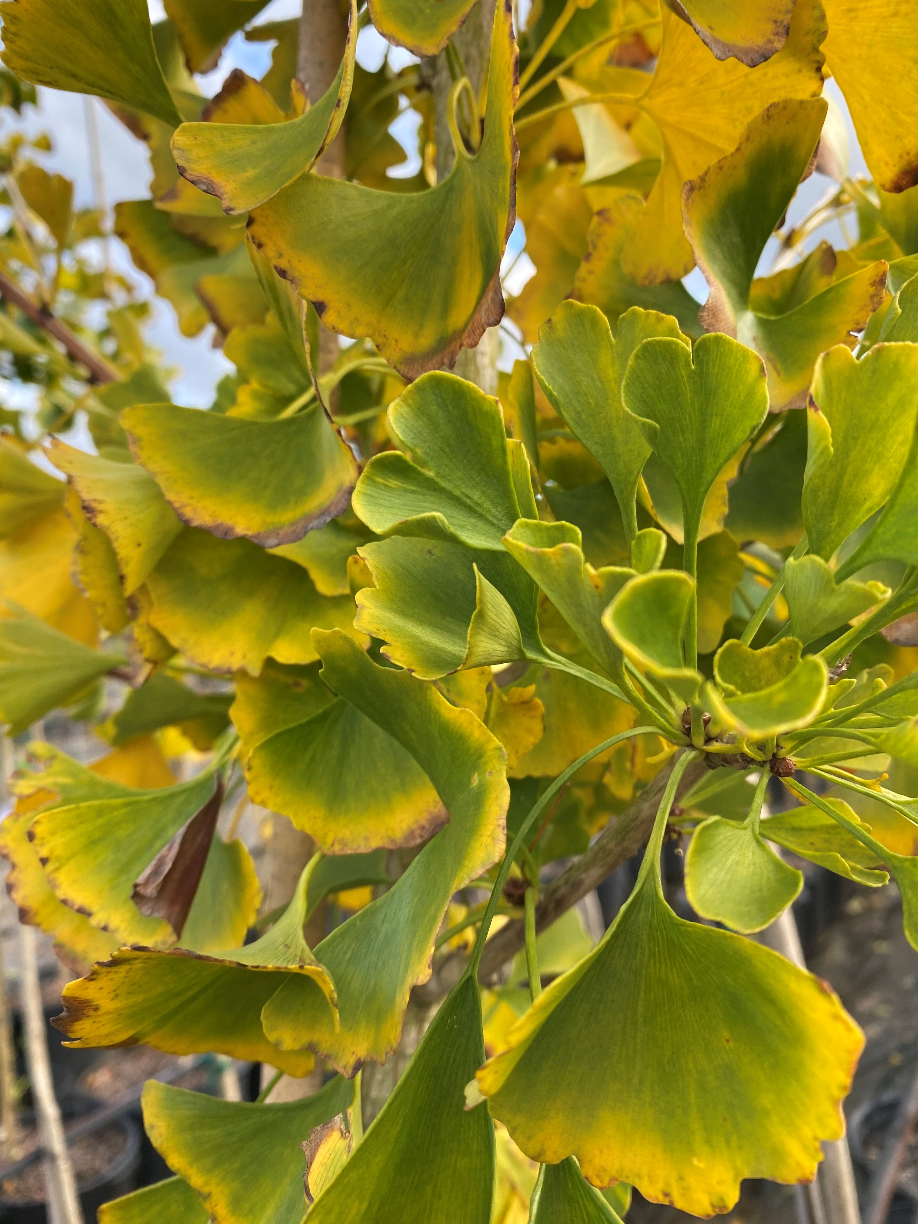 25g Autumn Gold Ginkgo