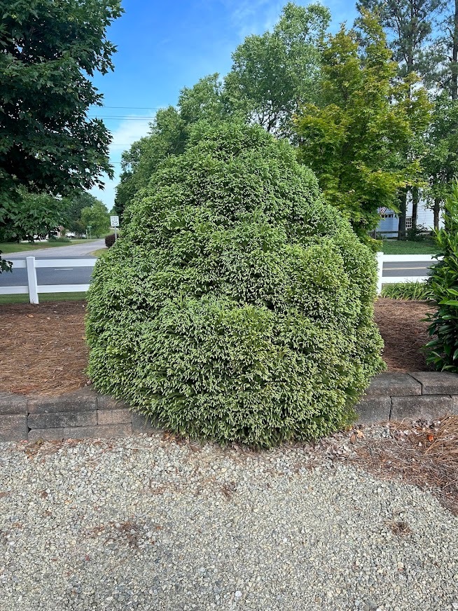 7g Globosa Nana Japanese Cedar