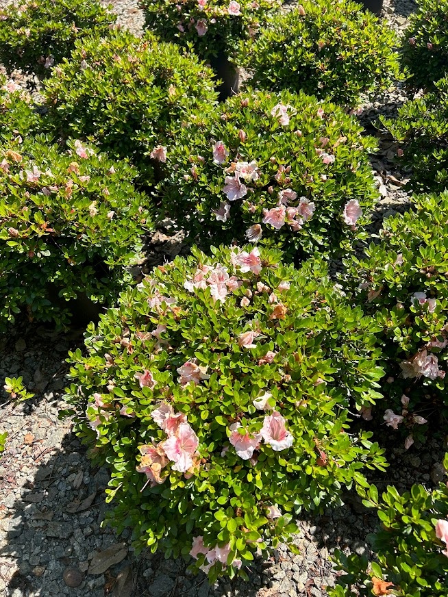 3g Gumpo Pink Azalea