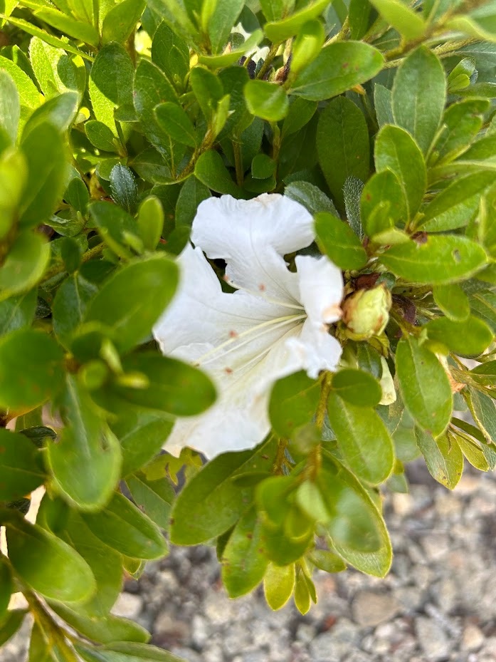 3g Gumpo White Azalea