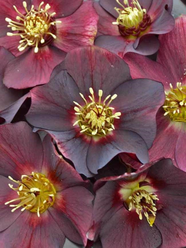 2g Ice N' Roses Rome in Red Lenten Rose