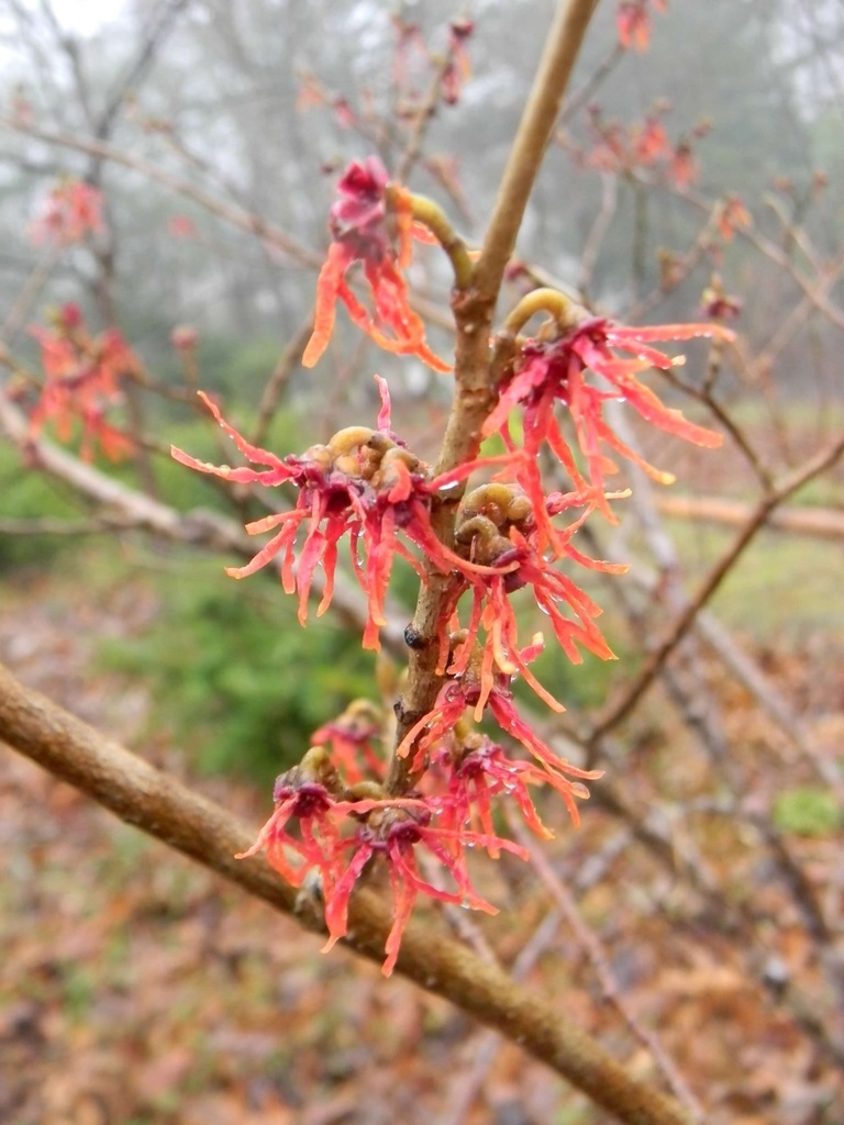15g Diane Witch Hazel