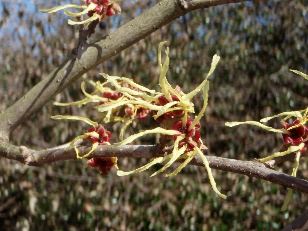 15g Sunburst Witch Hazel