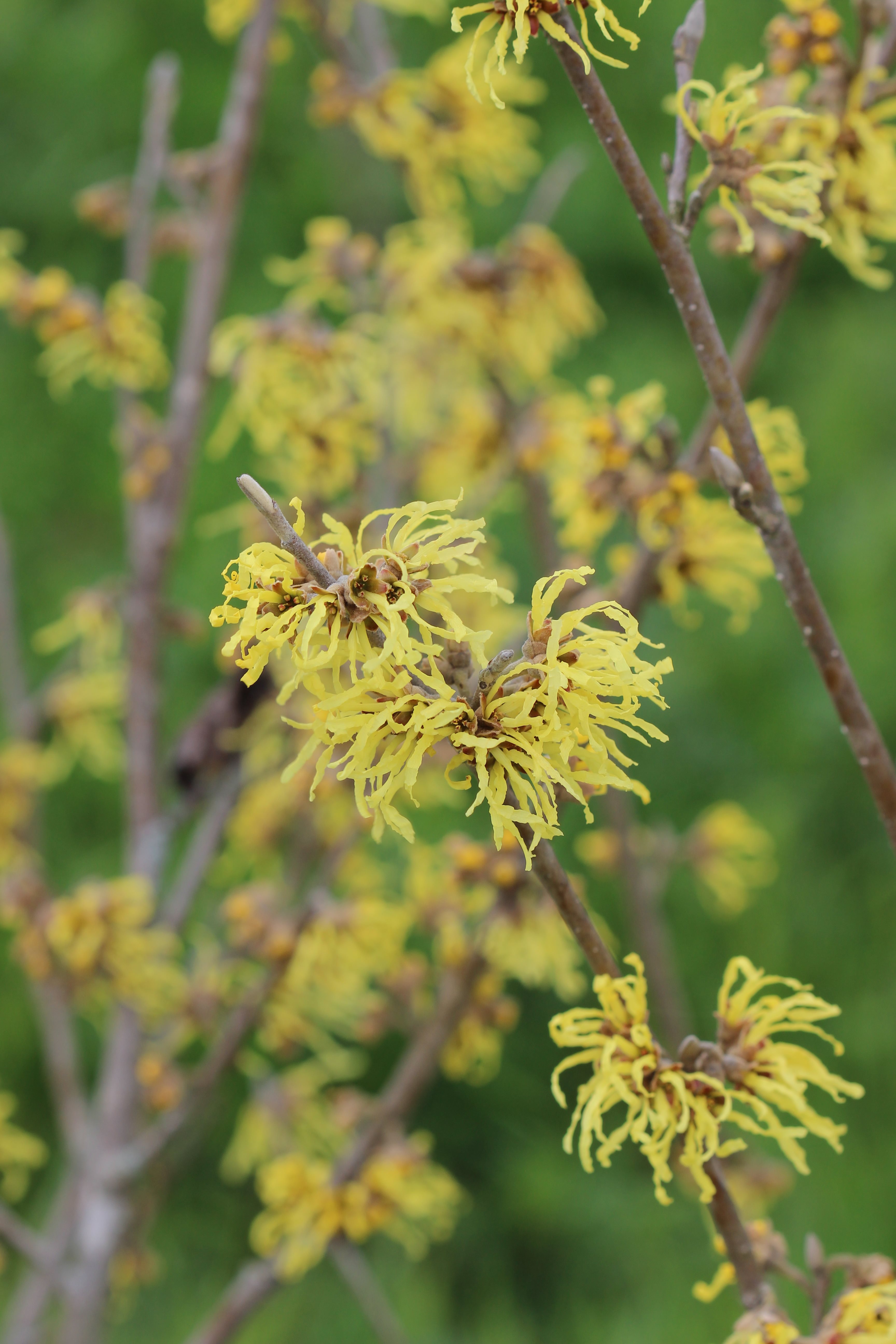 15g Arnold's Promise Witch Hazel